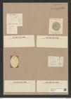 Coscinodiscus sp. (de-Toni-Nr.: Genus 202) Zeichnungen Sammlung Grunow Nr. 8937 (NHMW-BOT-W0378618)
